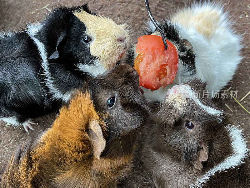 特写的四个女性，短头发的阿比西尼亚豚鼠(Cavia porcellus)，豚鼠吃一个西红柿挂在室内围栏的电线，高视野